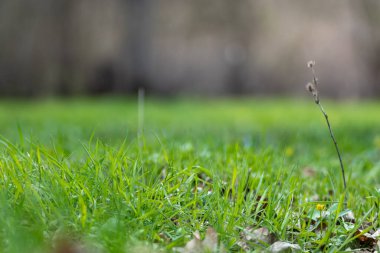 Sunny green vivid grass meadow close-up in spring forest. Selective focus, blurred background with vibrant greenery foliage. Shallow depth of field