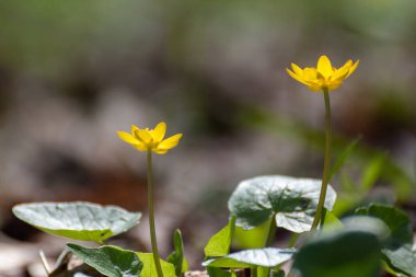 Yellow Lesser celandine flowers close-up in spring forest. Selective focus, blurred background with vibrant greenery foliage