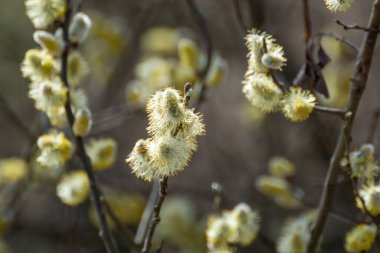 Branches with fluffy blooming buds close-up on spring sunny day. Willow catkins in forest on blurred background, Easter holiday symbol
