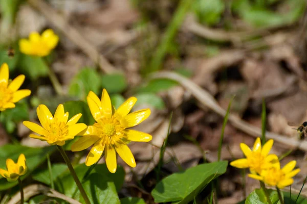 Жовті Менш Целандські Весняні Квіти Зблизька Цвіт Природи Сонячний День — стокове фото