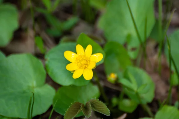Жовтий Маленький Чистотіл Весняна Квітка Фікарія Розквіт Природи Зеленому Розмитому — стокове фото