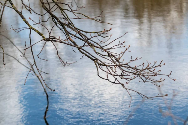 Bare Tree Branch Close Blue Water Background Natural Early Spring —  Fotos de Stock