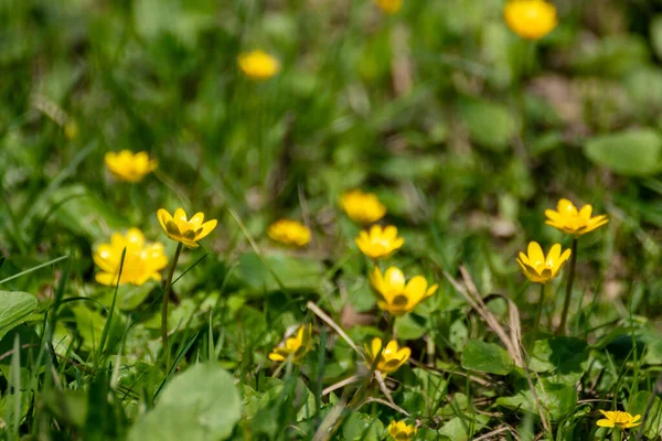 Жовтий Ficaria Verna Більш Дрібні Квіти Зеленому Весняному Полі Крупним — стокове фото