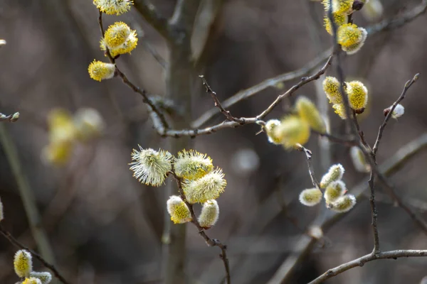 Branches Fluffy Buds Close Spring Day Willow Catkins Bloom Sunny — Stock fotografie