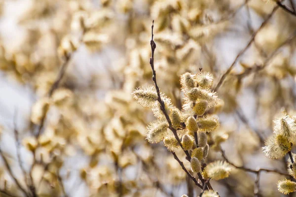 Blossoming Branches Fluffy Yellow Buds Close Spring Sunny Day Willow — Stok fotoğraf