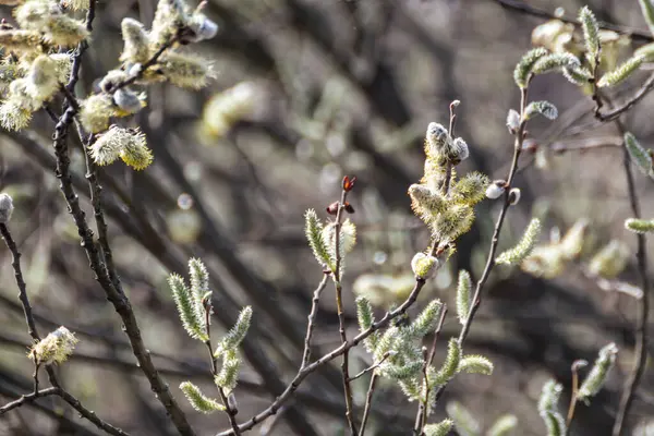 Branches Fluffy White Buds Bloom Close Spring Day Willow Catkins — Stok fotoğraf