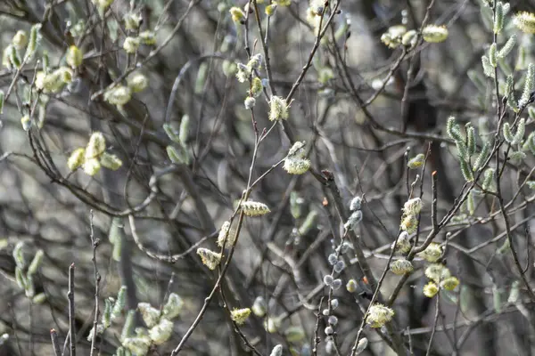 Blossoming Branches Fluffy White Buds Spring Day Willow Catkins Forest — Stok fotoğraf