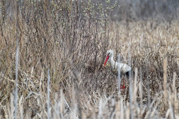 Ciconia bird from stork family in bush. Bird with red beak and legs looking for food in dry grass in spring nature. Wildlife birdwatching photography