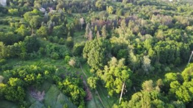 Green vivid trees greenery in city park aerial fpv drone flight footage. Summer sunny nature near city residential district