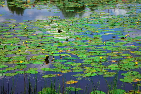 Almofadas de lírio amarelo na superfície da lagoa — Fotografia de Stock