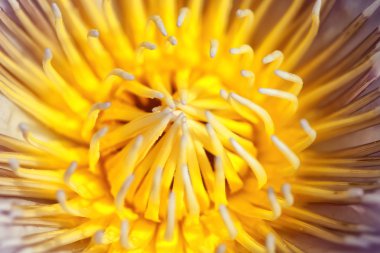 tropikal lotus çiçeği