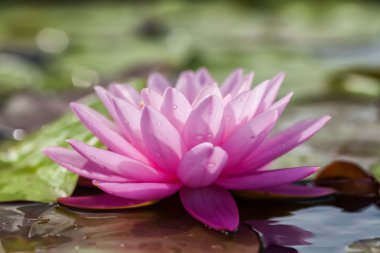 tropikal lotus çiçeği