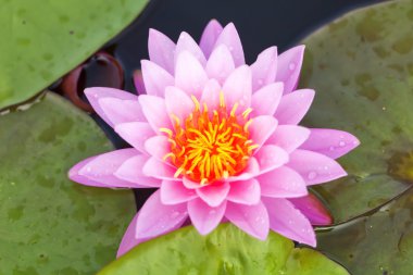 Lotus
