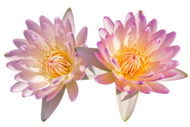 tropikal lotus çiçeği