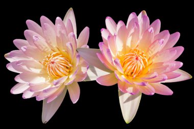 tropikal lotus çiçeği