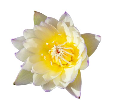 tropikal lotus çiçeği