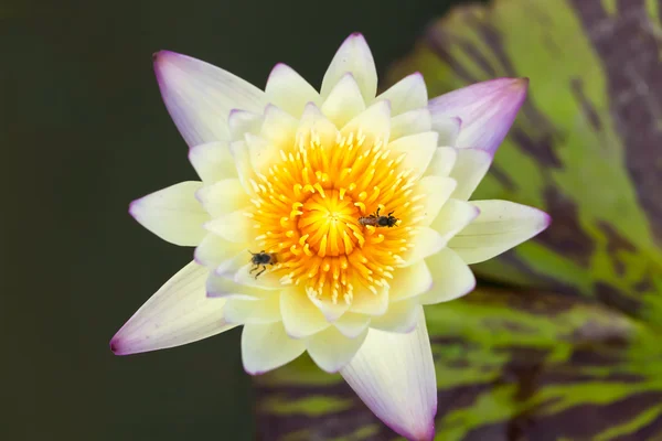 Tropische lotusbloem — Stockfoto