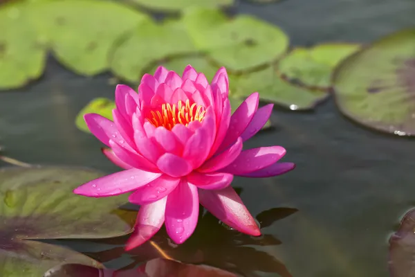 Fleur de Lotus Tropical — Photo