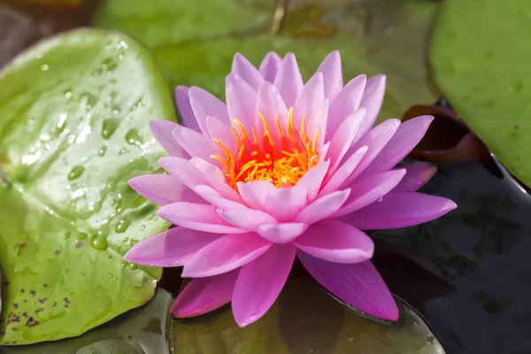 Tropical Lotus Flower — Stock Photo, Image