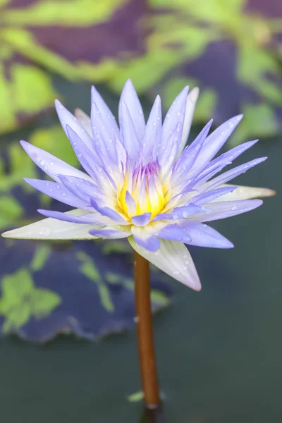 Tropische lotusbloem — Stockfoto