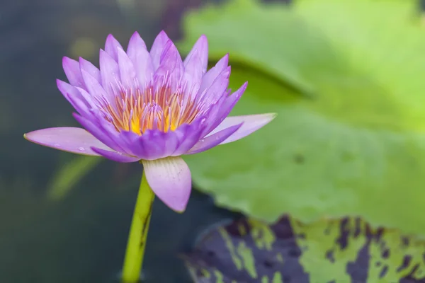 Tropische lotusbloem — Stockfoto