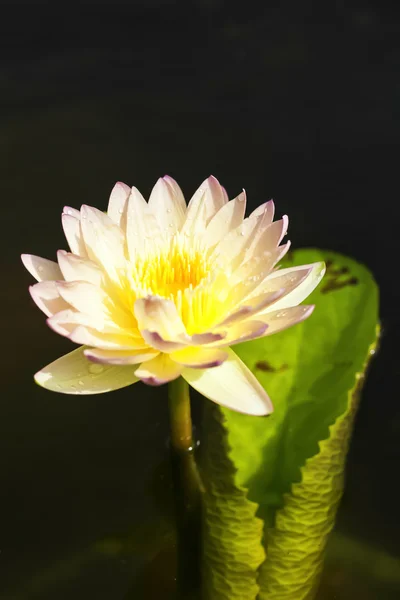 Fleur de Lotus Tropical — Photo