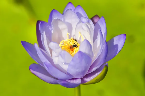 Tropische lotusbloem — Stockfoto