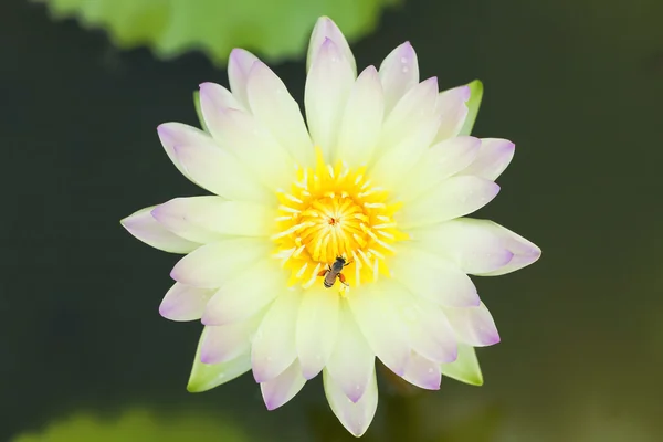 Tropische lotusbloem — Stockfoto