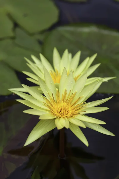 Tropische lotusbloem — Stockfoto