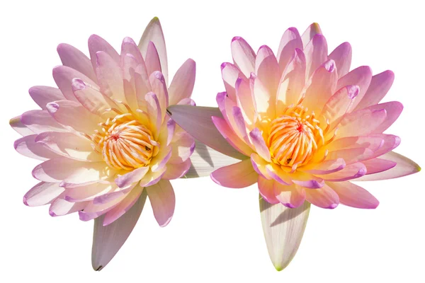 tropikal lotus çiçeği