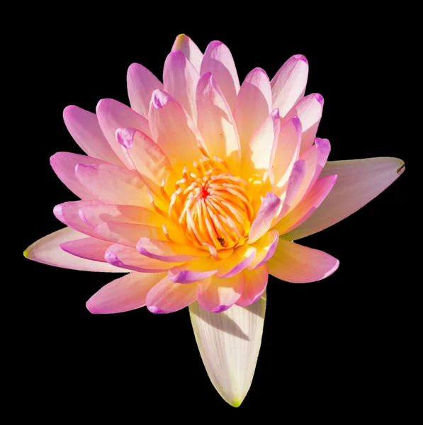 tropikal lotus çiçeği