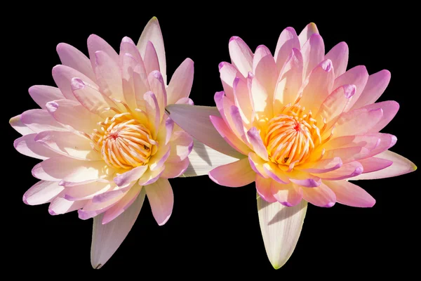 tropikal lotus çiçeği