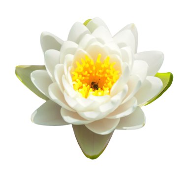 tropikal lotus çiçeği