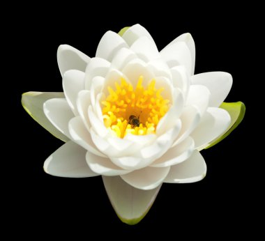 tropikal lotus çiçeği