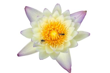 tropikal lotus çiçeği