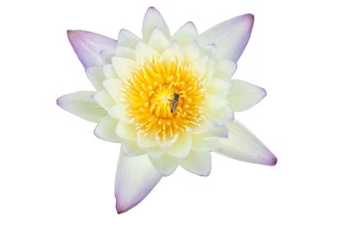 tropikal lotus çiçeği