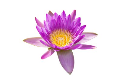 tropikal lotus çiçeği