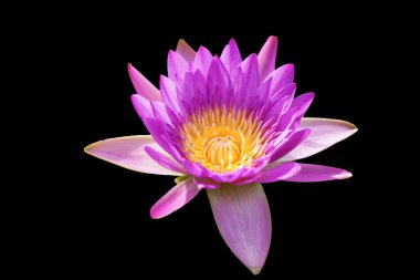 tropikal lotus çiçeği