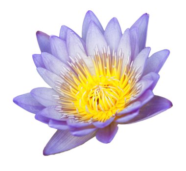 tropikal lotus çiçeği