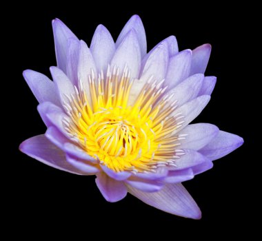 tropikal lotus çiçeği
