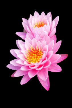 tropikal lotus çiçeği