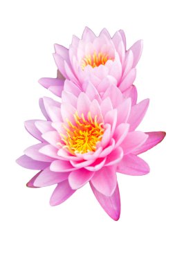 tropikal lotus çiçeği