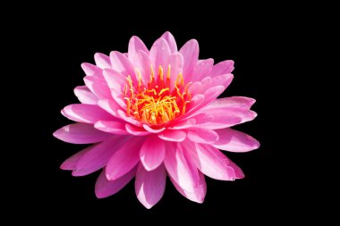 tropikal lotus çiçeği