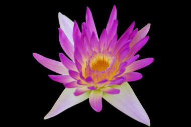 tropikal lotus çiçeği