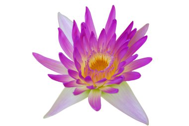 tropikal lotus çiçeği
