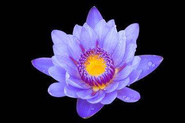 tropikal lotus çiçeği