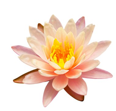 tropikal lotus çiçeği