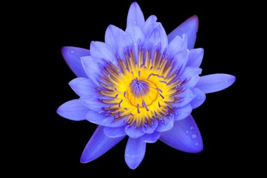 tropikal lotus çiçeği