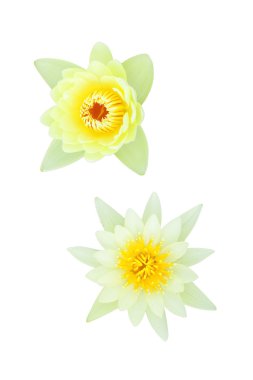 tropikal lotus çiçeği