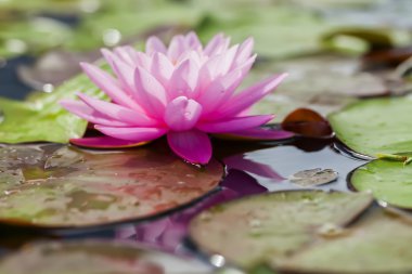 tropikal lotus çiçeği